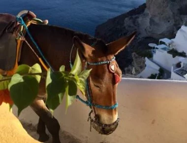 Ιδιοκτήτες γαϊδουριών δέρνουν ακτιβιστές στη Σαντορίνη (φωτο)